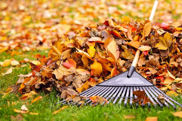 Cost of Leaves Removal in Long Beach