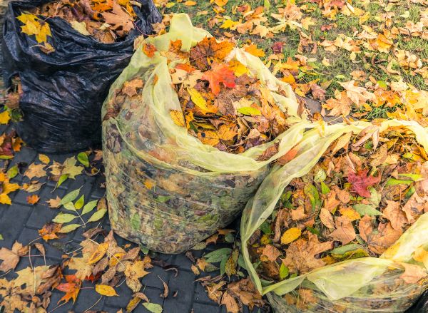 Cost of Yard Cleanup Service in Long Beach