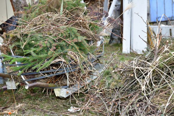 Cost of Yard Debris Removal in Long Beach