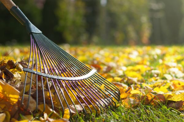 Cost of Leaf Raking Service in Long Beach