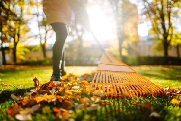 Cost of Leaves Raking in Long Beach