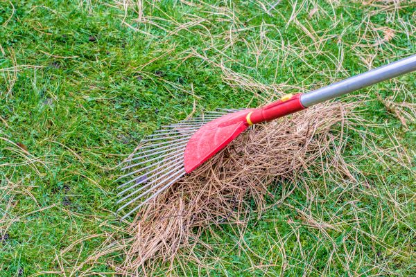 Cost of Yard Raking in Long Beach